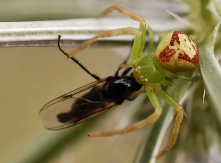 Ebrechtella tricuspidata
